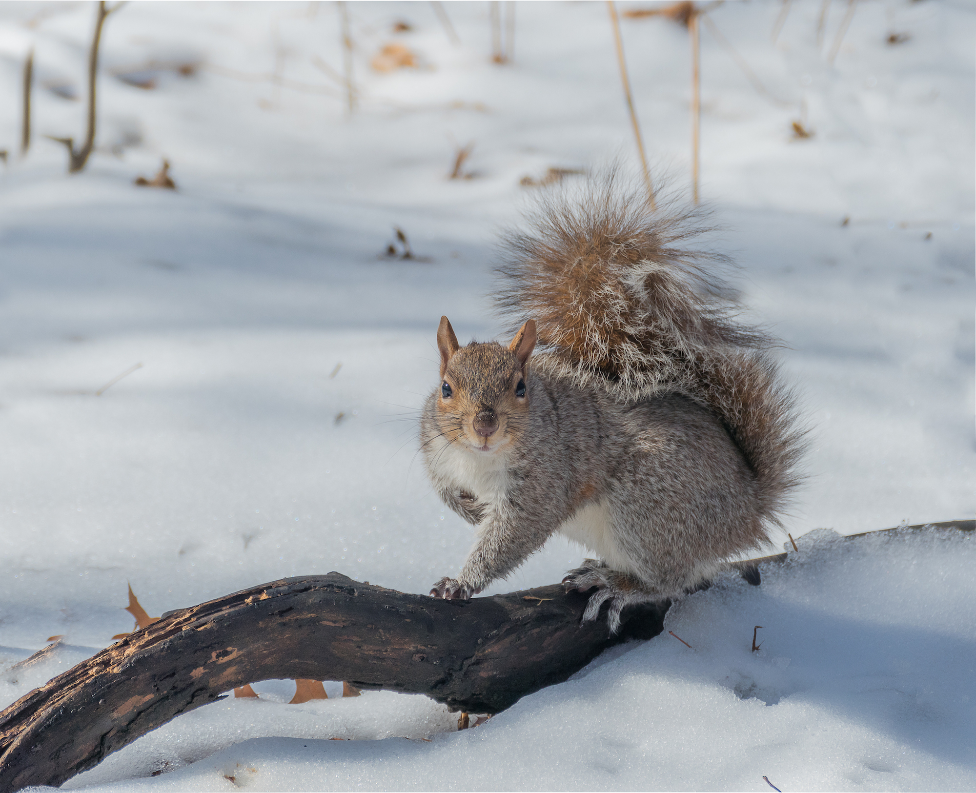 Écureuil gris à Central Park