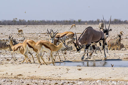 Charge d’Oryx, Etosha