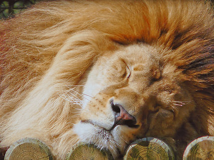 Un lion au repos au zoo de la Palmyre