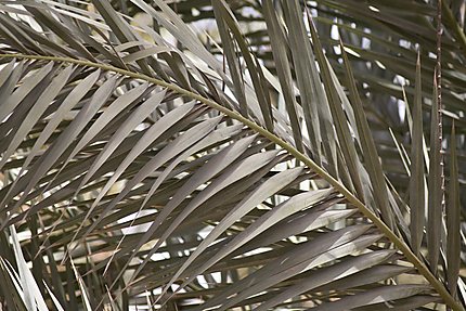 Tolga - Feuille de palmier