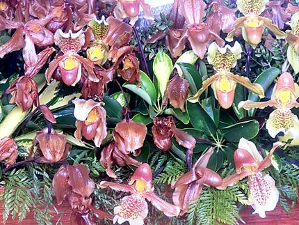 Orchidées au jardin botanique