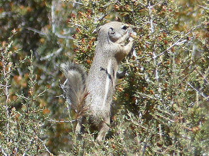 Écureuil au Joshua Tree National Park