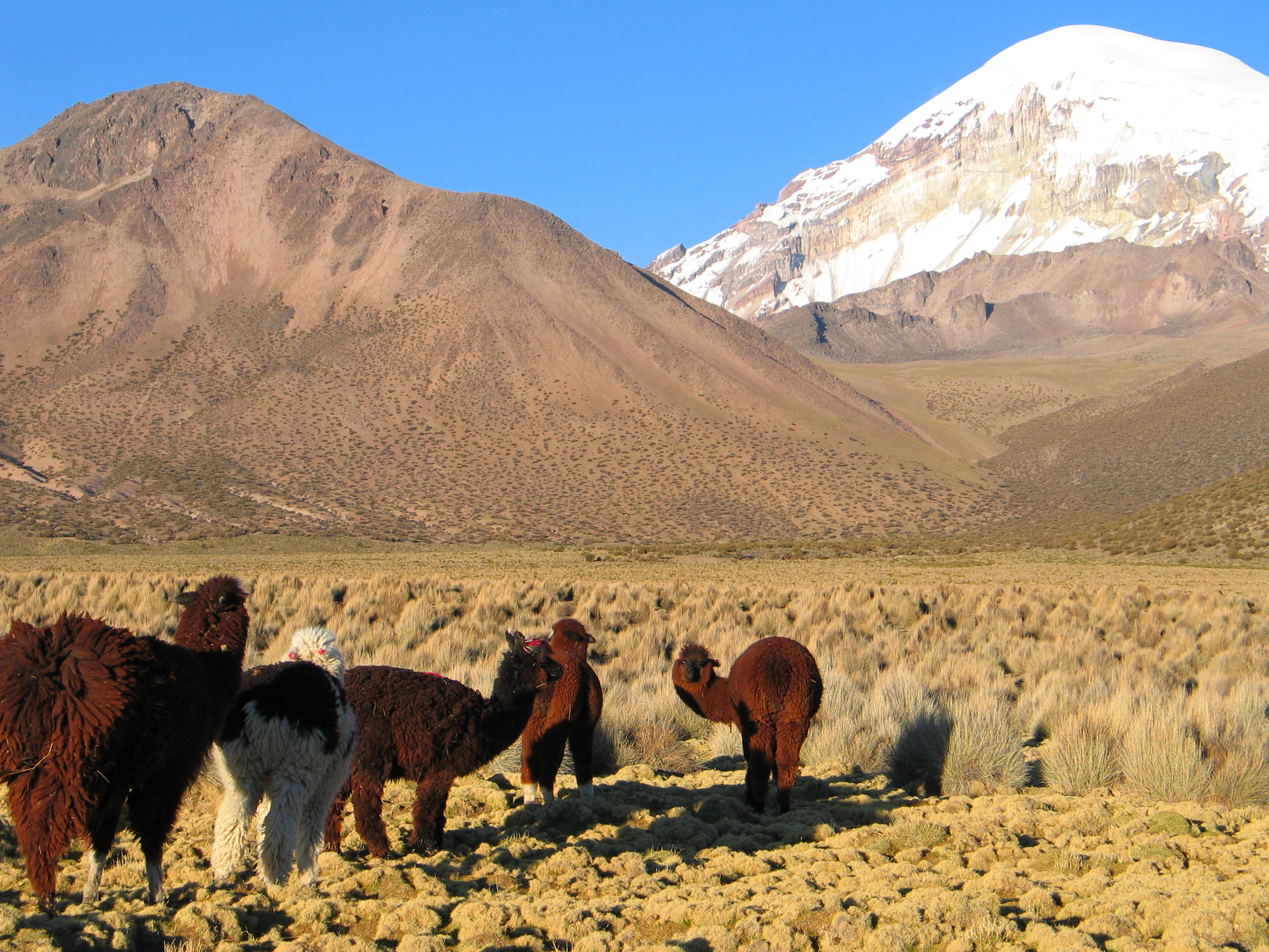 Alpagas sous le sommet du Sajama Alpagas sous le sommet du Sajama