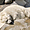 Un ours blanc au repos au zoo de la Palmyre