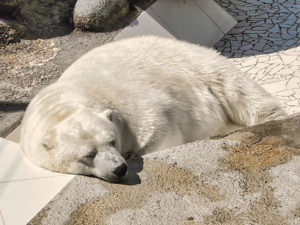 Un ours blanc au repos au zoo de la Palmyre