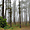 Forêt de pins des Canaries dans le brouillard