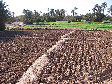 Palmeraie de M'Hamid Palmeraie de M'Hamid