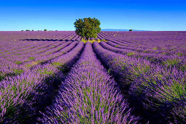 En Provence Sur Les Routes De La Lavande Idees Week End Provence Routard Com