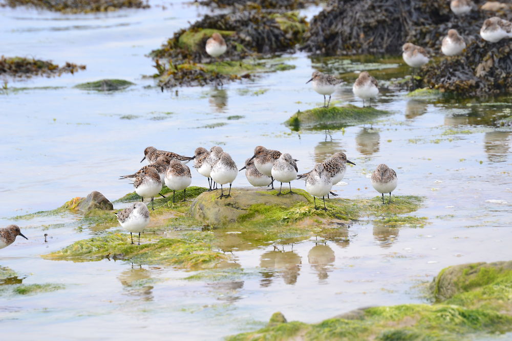 Bécasseaux Sanderling plage de l'anse de Dinan