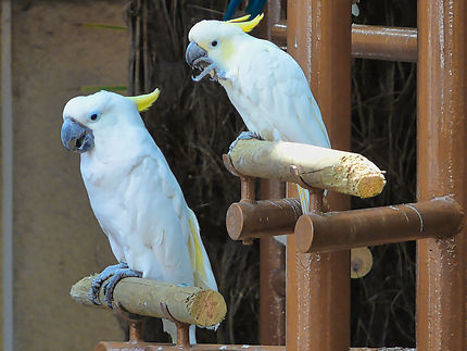 Des perroquets au zoo de la Palmyre