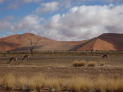 Springboks devant les dunes