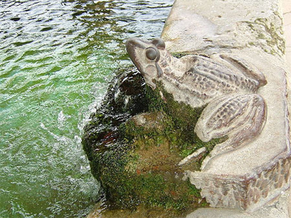 La grenouille du Lavoir