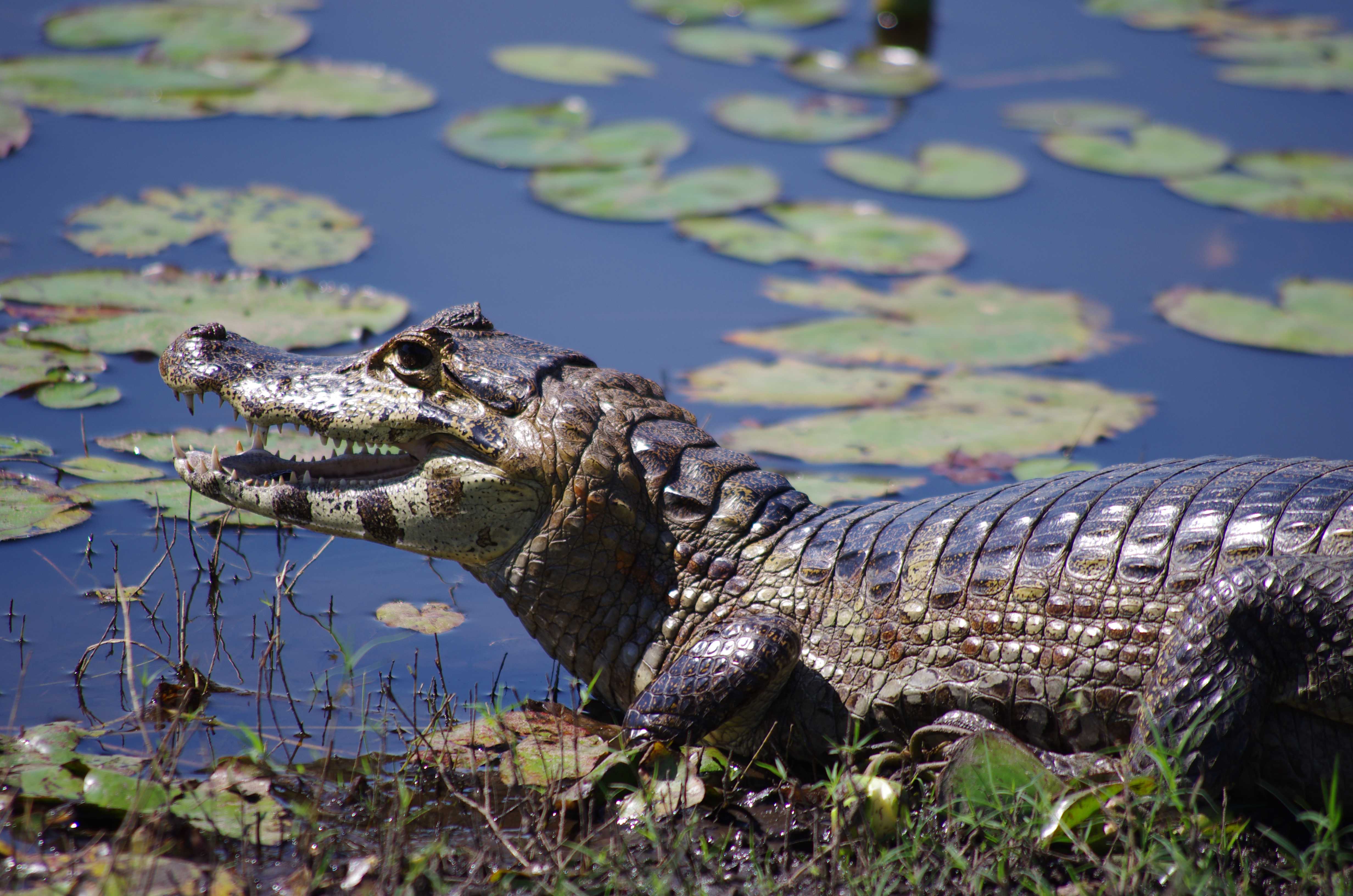 Crocodile dans la Pantanal Crocodile dans la Pantanal