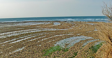 Arbre fossile à marée basse