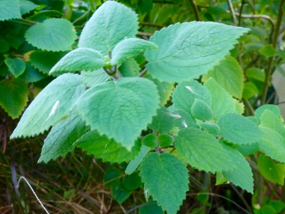 La feuille très odorante de patchouli 