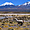 Alpagas dans l'altiplano