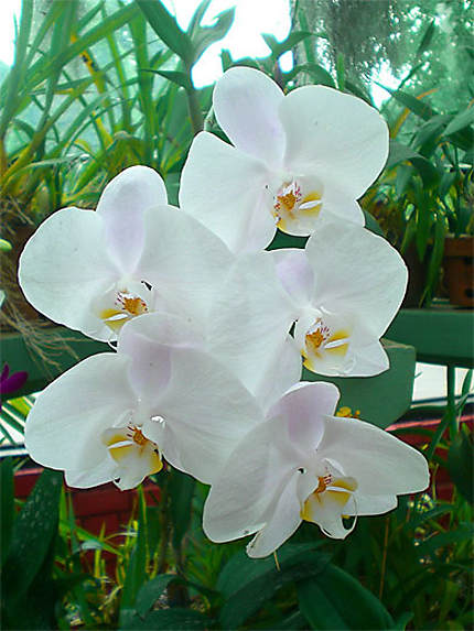 Maison des orchidées