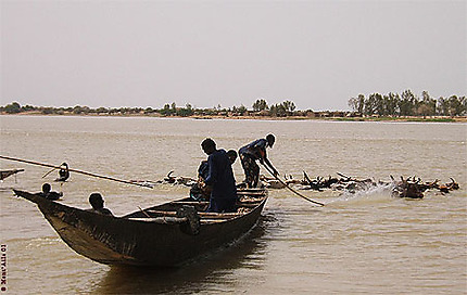 Traversée de zebus sur le fleuve Niger
