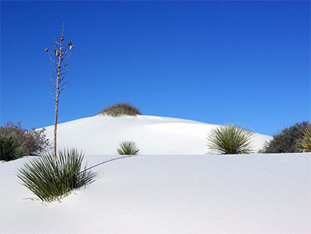 Désert blanc