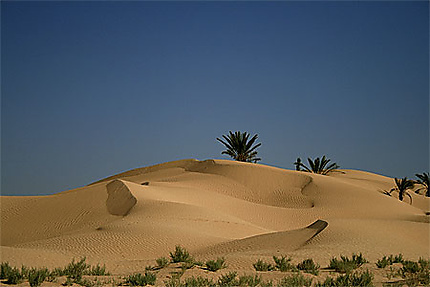 Ma carte postale de la Dune de Zaafrane