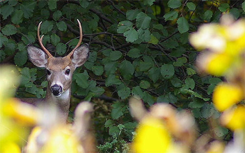 Cerf de Virginie