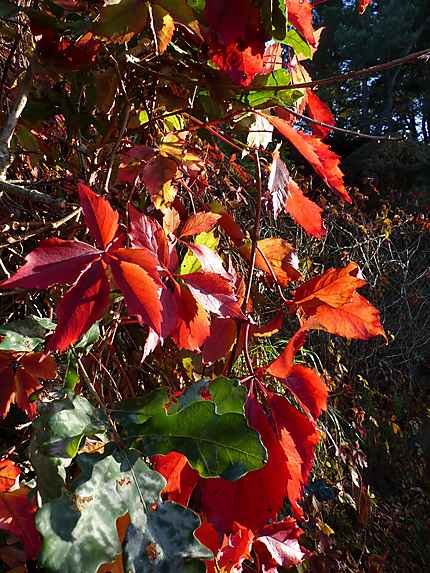 Reflets d'automne 