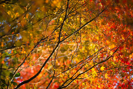 Autumn color 