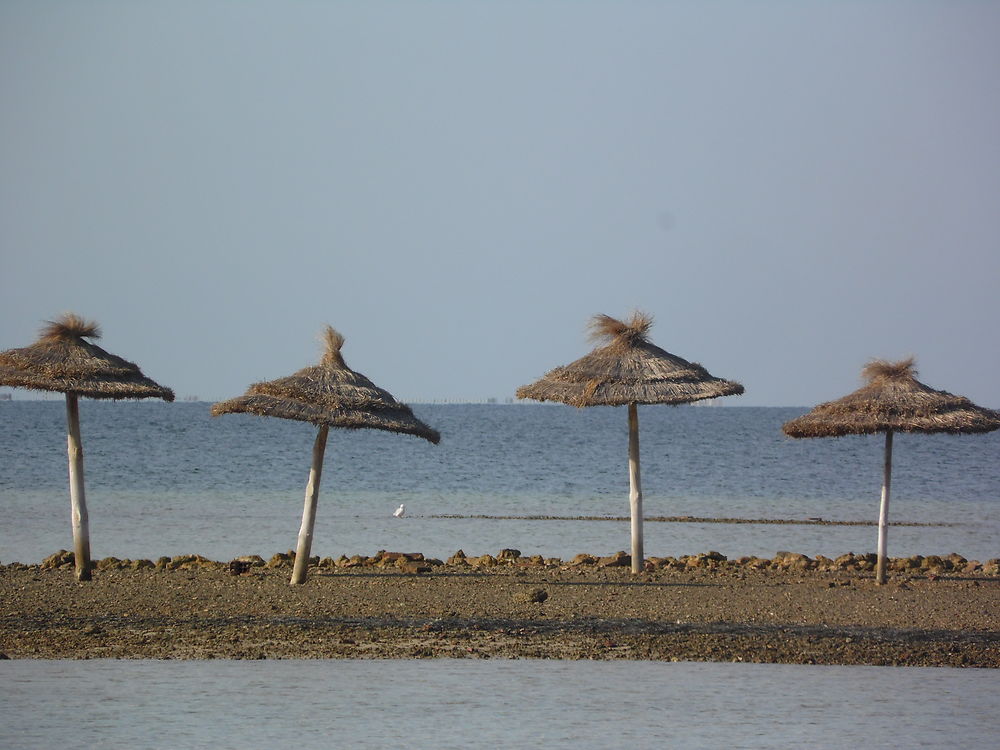 Iles Kerkennah, seul au monde en Tunisie