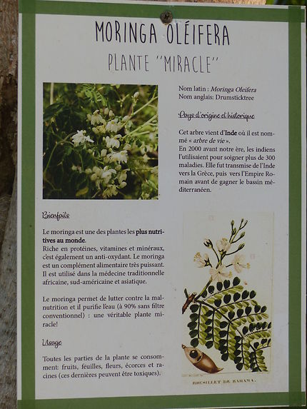 L'arbre de vie, la plante miracle de Zévallos