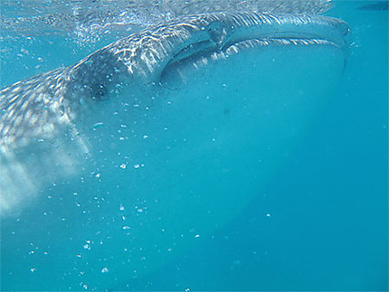 Snorkeling : Requin baleine