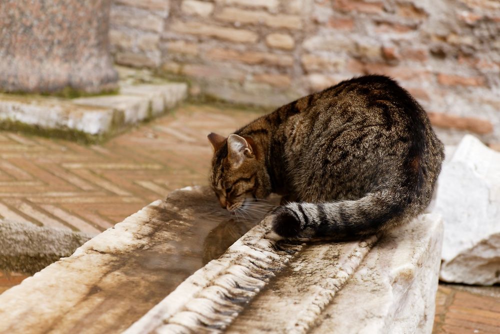 Chez les Chartreux