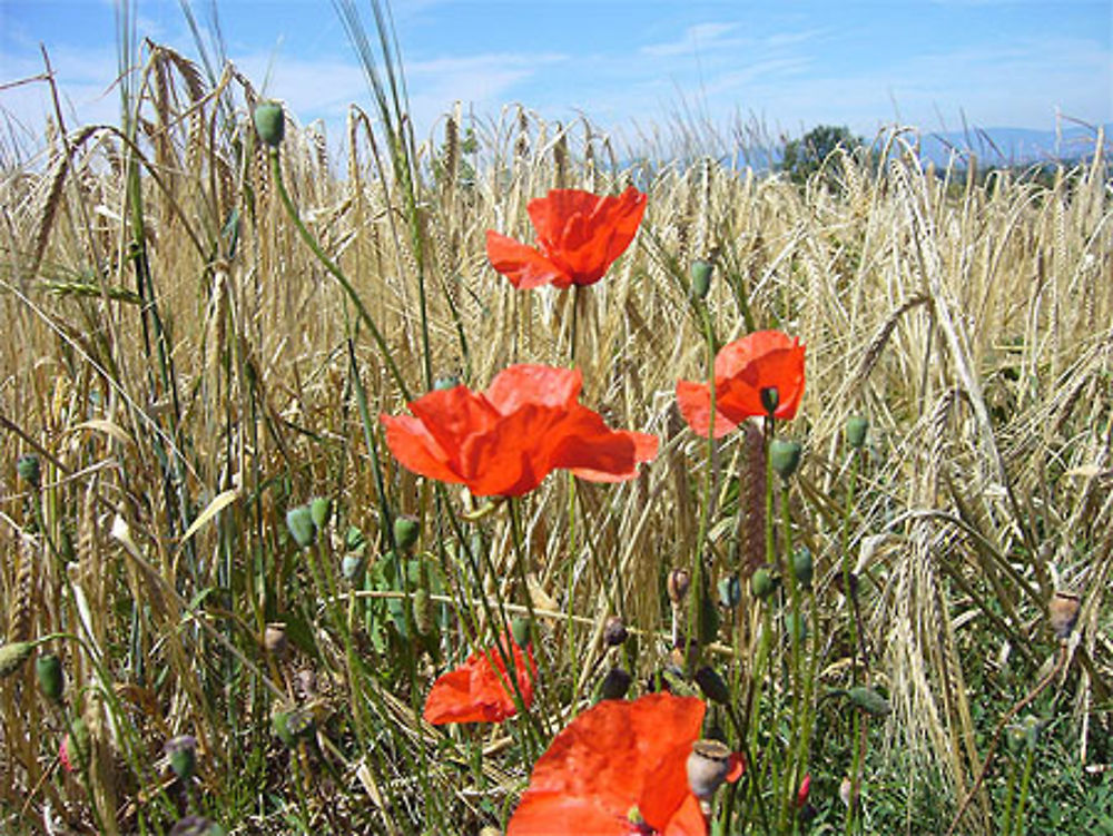 Coquelicot sur champ de blé