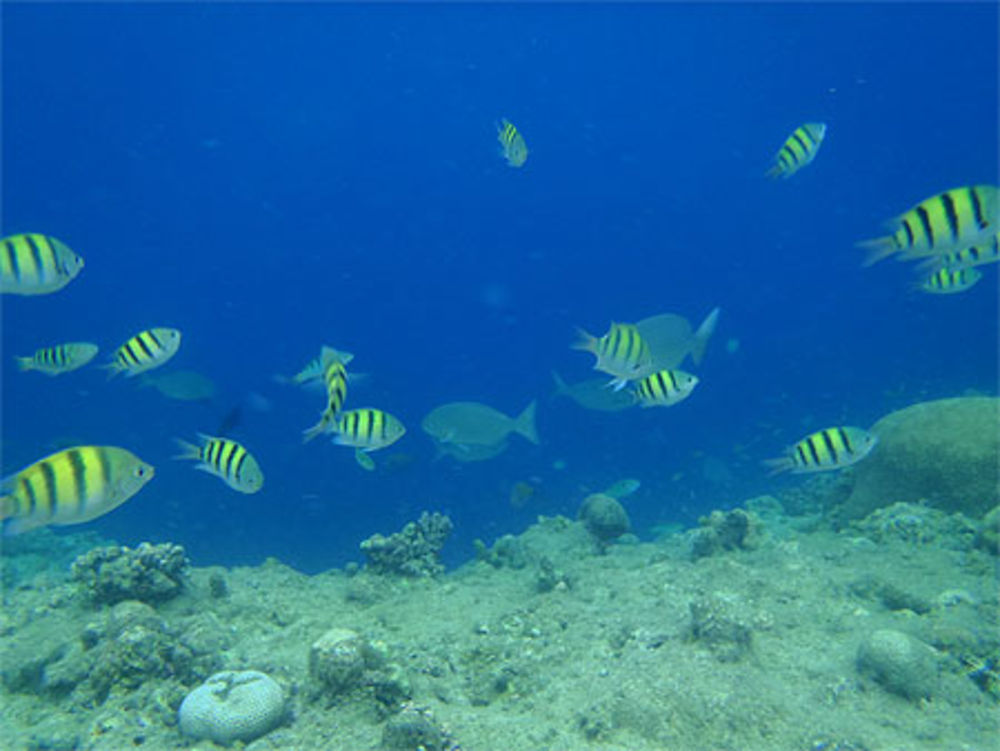 Snorkeling à Balicasag