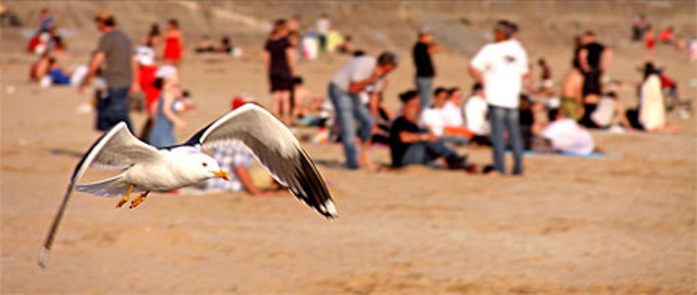 Mouette