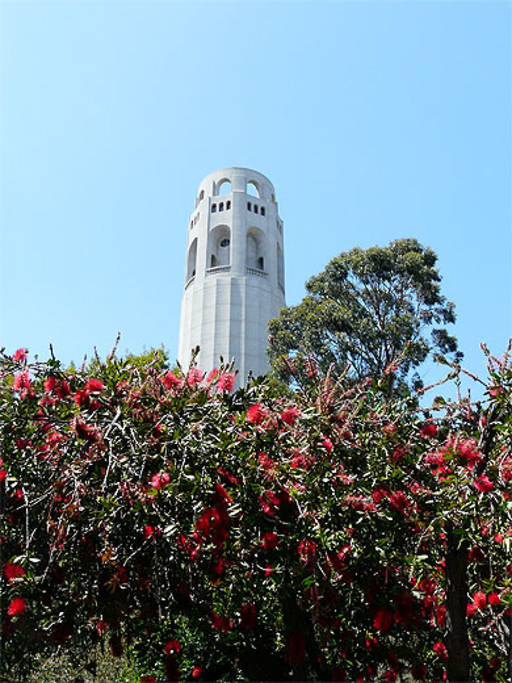 Coit Tower dans son écrin de fleurs