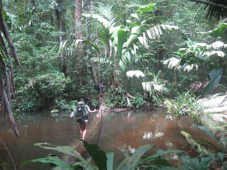 Dans la jungle, terrible jungle Dans la jungle, terrible jungle
