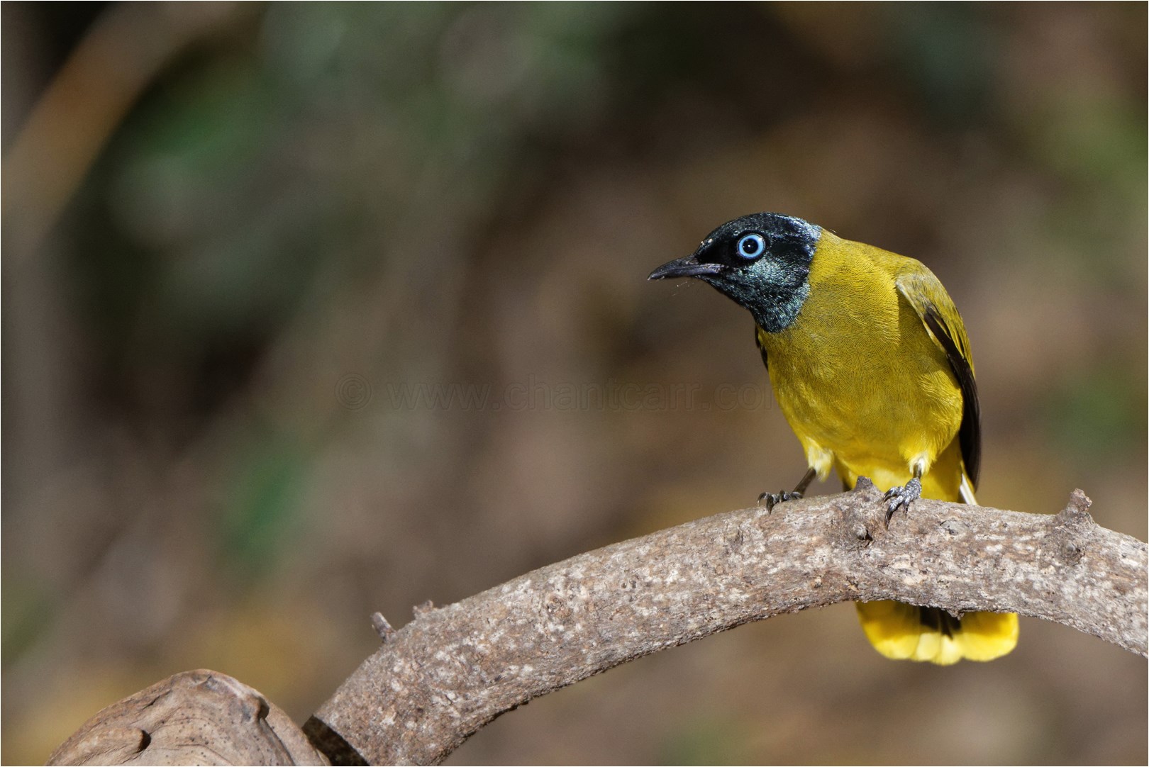 Bulbul cape nègre Bulbul cape nègre