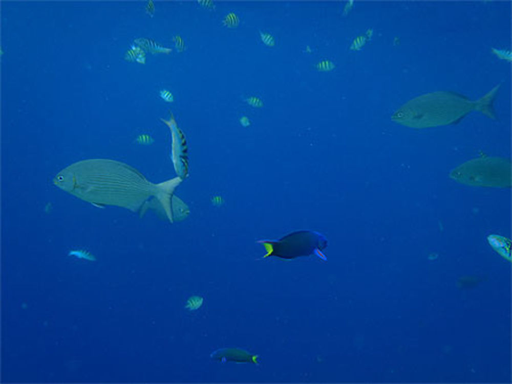 Snorkeling à Balicasag