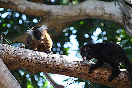 Couple Lemur Macaco