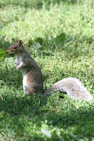 Ecureuil gris Ecureuil gris