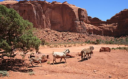 Des chèvres à Monument Valley