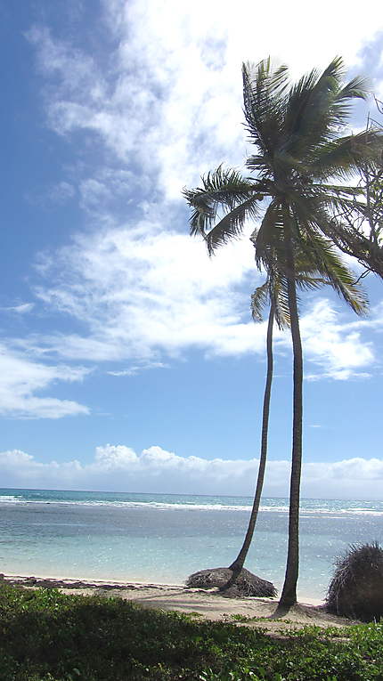 Palmier de Guadeloupe