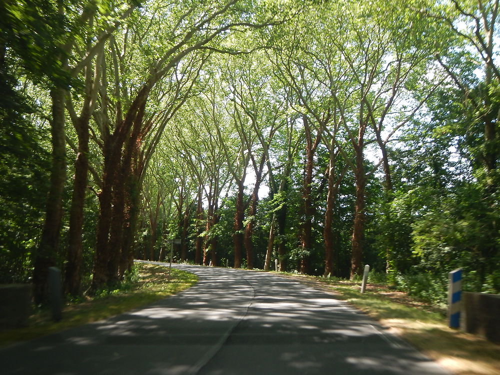 Magnifique route en allant au château du Marais