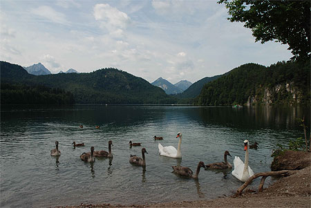 Alpsee Alpsee