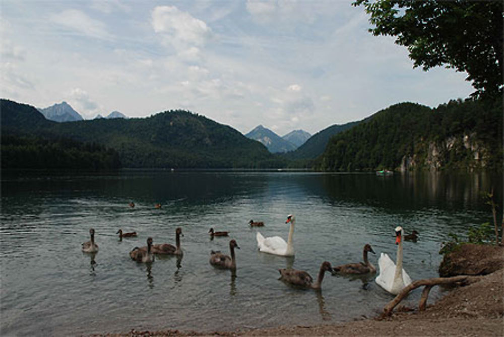 Alpsee