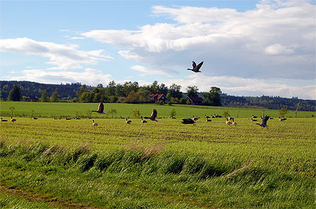 Envol d'oies sauvages Envol d'oies sauvages