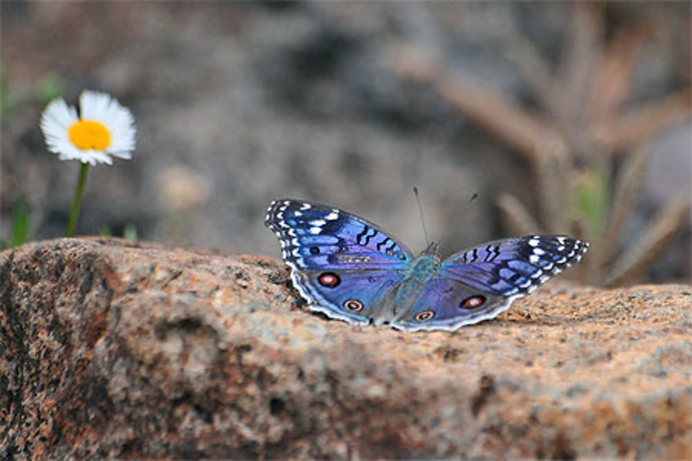 Papillon bleu