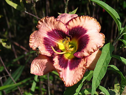 Fleur aux Jardins de Métis à Grand-Métis