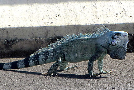 Iguane de Guadeloupe