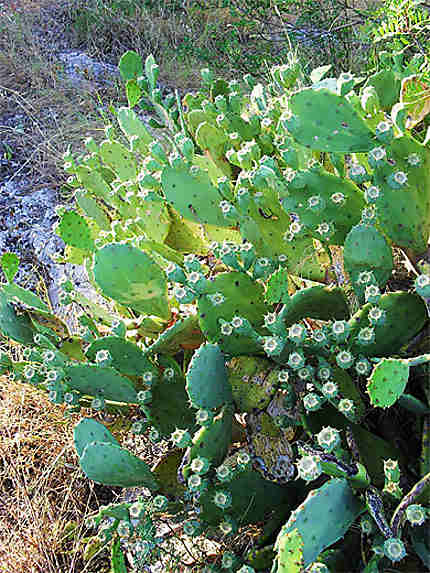 Colline de Marjan : cactus
